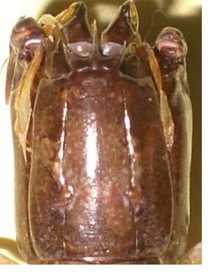 Haptosquilla glyptocercus cephalon.jpg